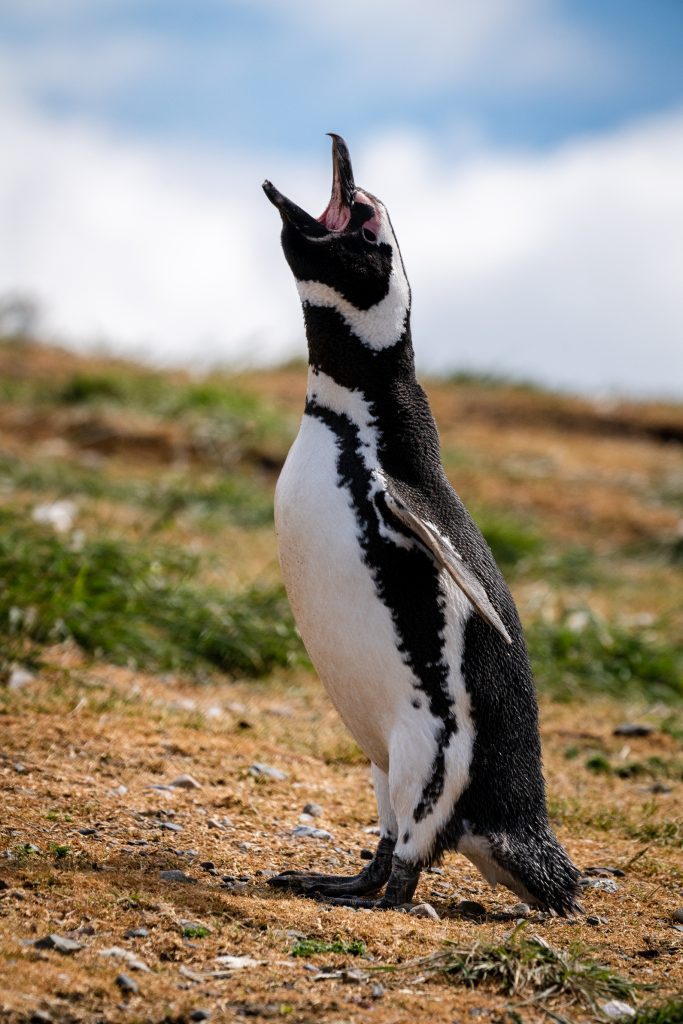 Isla Magdalena penguin colony having a laugh.