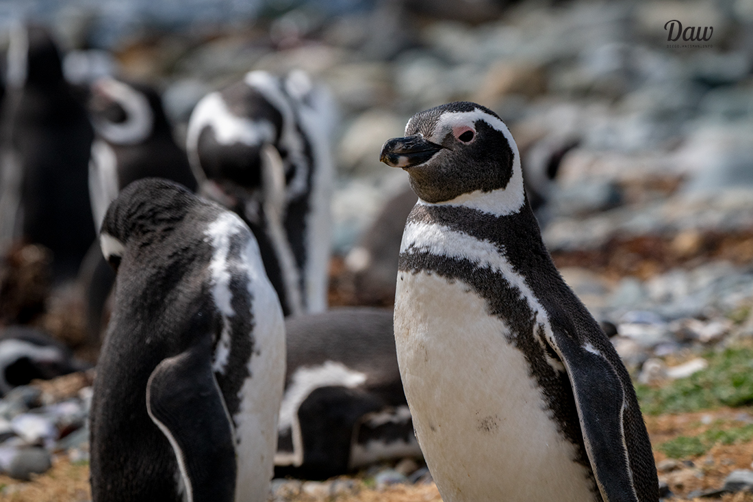 Penguins_Magellan_Straigh_Patagonia_photography